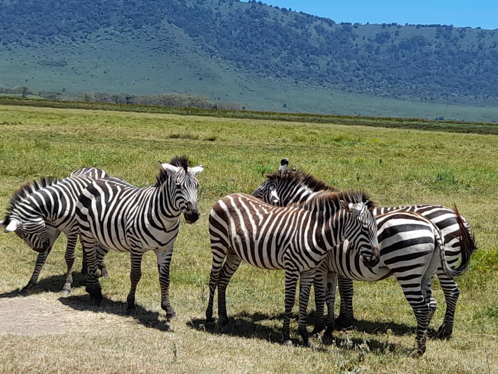 Zebra in ngorongoro crater